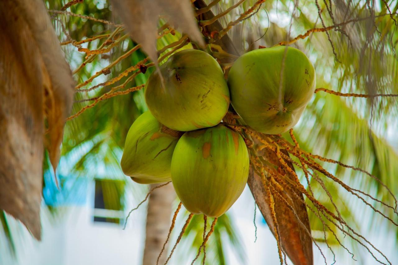 Pwani Beach Boutique Hotel Zanzibar 프와니 음찬가니 외부 사진